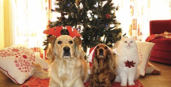 Pet Health – How to have a happy, healthy Christmas with your Pets